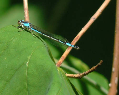 A vibrant blue damselfly perched on a green leaf, surrounded by blurred greenery.