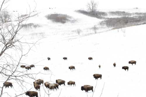 A herd of bison grazing in a snowy landscape with rolling hills in the background.