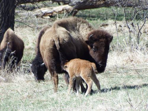 A bison calf nursing from its mother in a grassy field, surrounded by other bison in the background.
