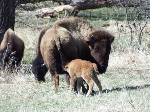 A bison calf nursing from its mother in a grassy field, surrounded by other bison in the background.