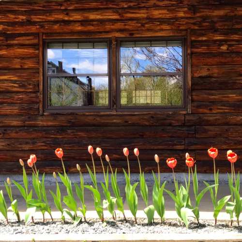 A rustic wooden wall with two windows, framed by blooming red tulips in front.