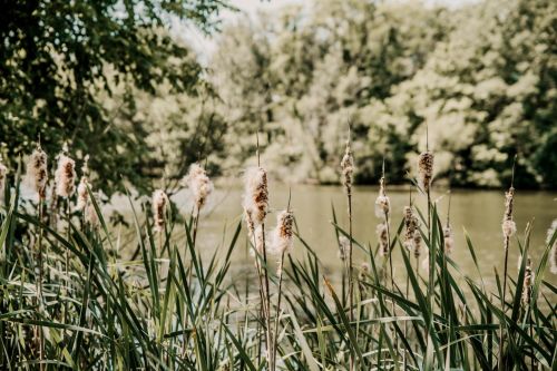 Tall grasses with fluffy seed heads by a calm river, surrounded by lush green trees in the background.
