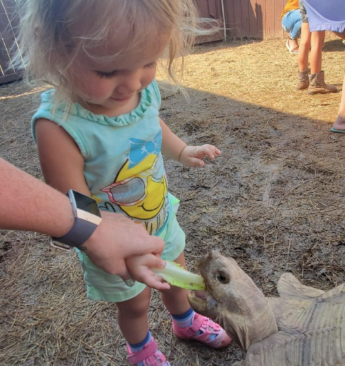 A young child feeds a tortoise a piece of cucumber while smiling, with others in the background.