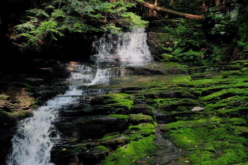 A serene waterfall cascading over moss-covered rocks in a lush, green forest.