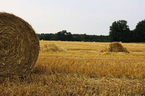 A field of golden straw bales under a cloudy sky, with trees in the background.