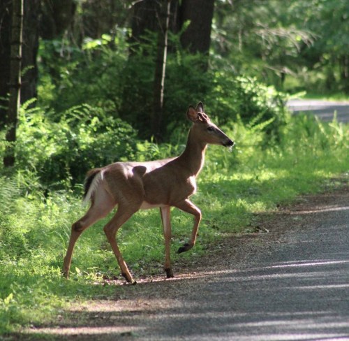 A deer gracefully crosses a forested path, surrounded by lush greenery and dappled sunlight.