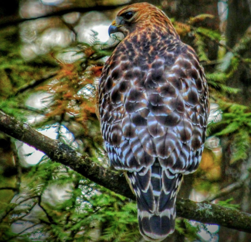 A hawk perched on a tree branch, showcasing its detailed brown and white plumage against a blurred forest background.