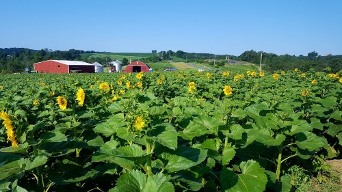 A vibrant field of sunflowers with red barns in the background under a clear blue sky.