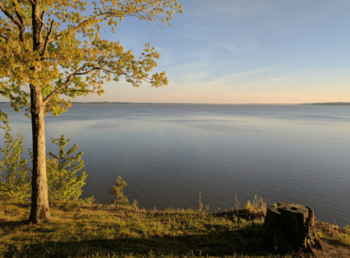 A serene lakeside view with a tree and a stump, reflecting calm waters under a clear sky.