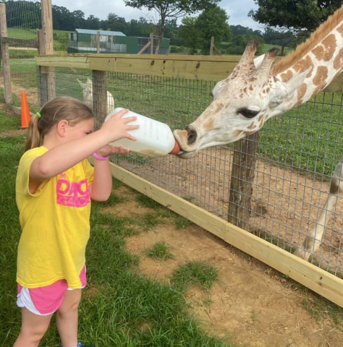 A young girl in a yellow shirt feeds a giraffe from a bottle at a petting zoo.
