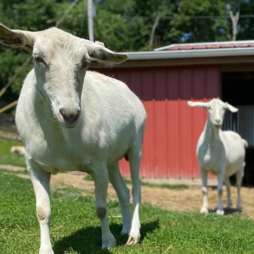 Two white goats stand in a grassy area near a red barn on a sunny day.