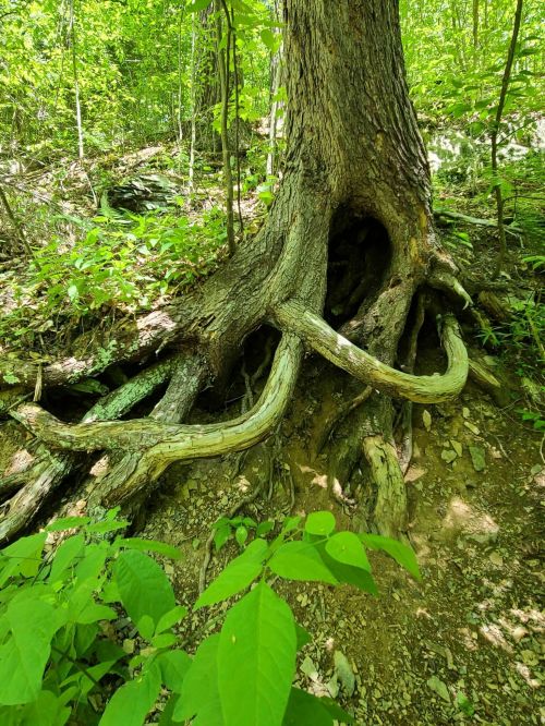A large tree with gnarled roots emerging from the ground, surrounded by lush green foliage in a forest setting.