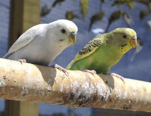 Two budgerigars perched on a wooden branch: one white and the other green with yellow markings.