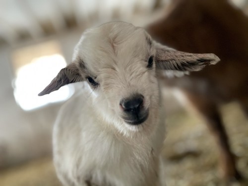 A close-up of a young goat with floppy ears, looking curiously at the camera in a barn setting.