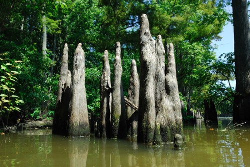 Cypress knees rise from calm water, surrounded by lush green trees in a serene wetland environment.