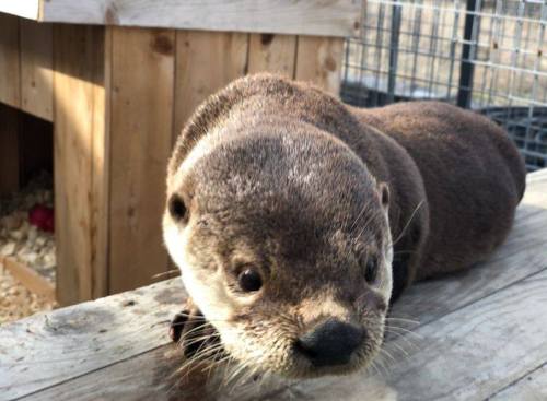 A close-up of a curious otter resting on a wooden surface, with a wooden structure in the background.