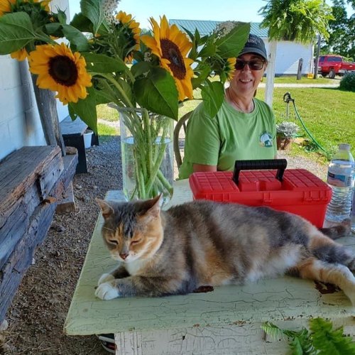 A smiling person sits behind a table with sunflowers and a cat lounging on it, enjoying a sunny day outdoors.