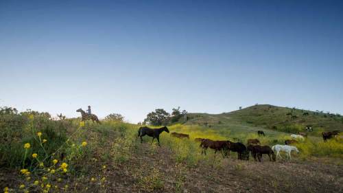 A herd of horses grazes on a hillside with wildflowers under a clear blue sky.