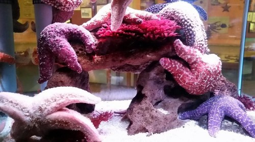 Colorful starfish and coral in an aquarium setting, showcasing vibrant marine life on a rocky substrate.