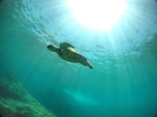 A sea turtle swims gracefully underwater, illuminated by sunlight filtering through the water's surface.