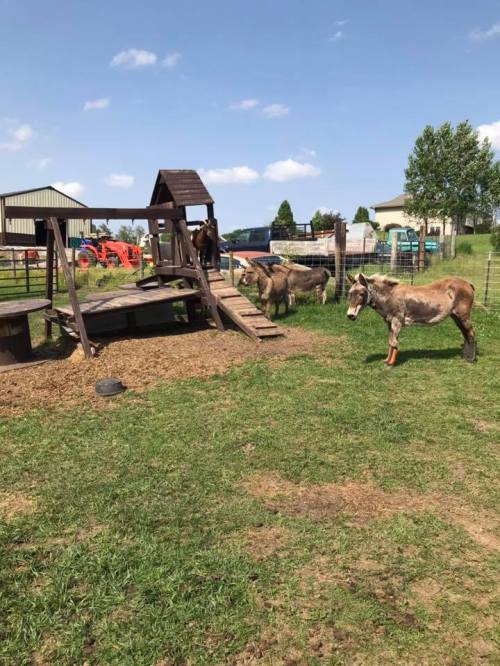 A sunny farm scene with a wooden play structure and several donkeys grazing nearby on green grass.