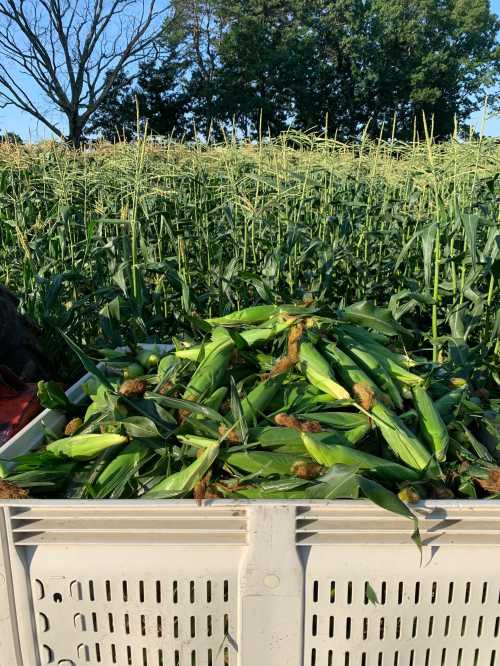 A large bin filled with freshly harvested corn, surrounded by tall corn plants in a field.