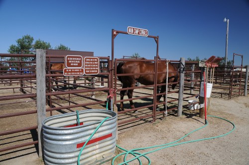 A brown horse stands in a corral with signs, surrounded by fencing and a water hose on the ground.