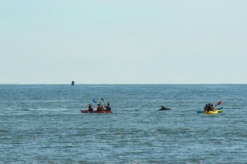 Two kayaks with people paddling in the ocean, with a dolphin swimming nearby under a clear sky.