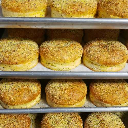 Freshly baked, golden-brown biscuits dusted with cornmeal, arranged neatly on baking trays.