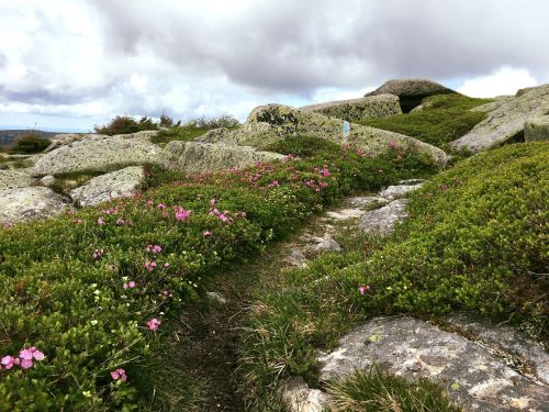 A rocky landscape with patches of green grass and pink flowers under a cloudy sky.