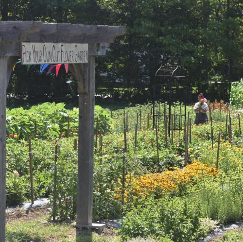 A vibrant flower garden with a sign reading "Pick Your Own Cut Flower Garden" and a person holding flowers in the background.