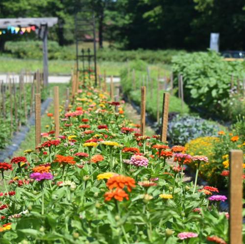 A vibrant garden filled with colorful zinnias and other flowers, lined with wooden stakes under a sunny sky.