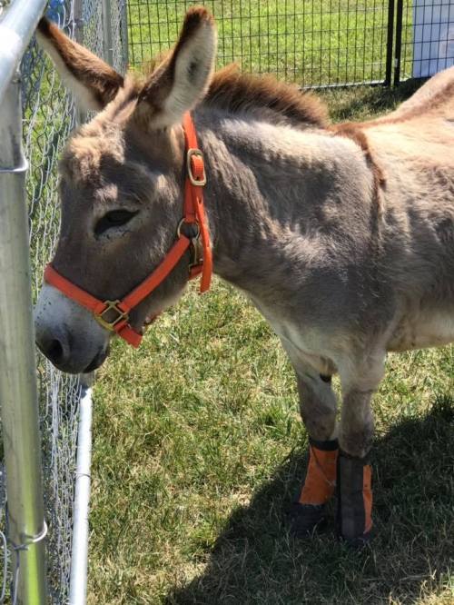 A donkey wearing an orange halter and black-and-orange hoof boots stands in a grassy area near a fence.