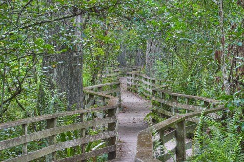 A winding wooden boardwalk through a lush green forest, surrounded by trees and ferns.