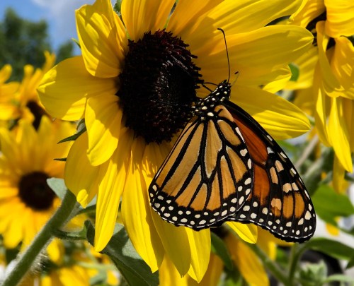 A monarch butterfly perched on a vibrant sunflower, surrounded by bright yellow petals against a blue sky.