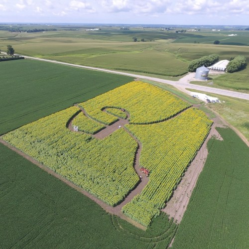 Aerial view of a vibrant yellow corn maze in a green field, with a road and farm buildings in the background.