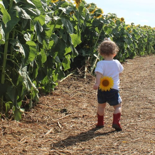 A child in a white shirt and red boots walks through a sunflower field, with a sunflower on their back.