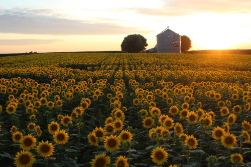 A vibrant field of sunflowers stretches towards a barn at sunset, with warm golden light illuminating the scene.