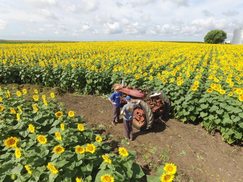 Two children stand by a red tractor in a field of bright yellow sunflowers under a blue sky.