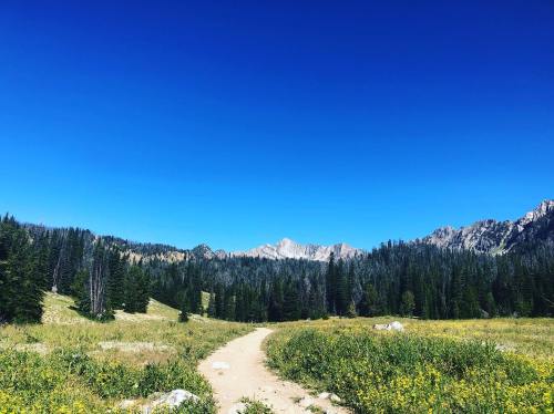 A winding dirt path leads through a vibrant green meadow, surrounded by tall trees and mountains under a clear blue sky.