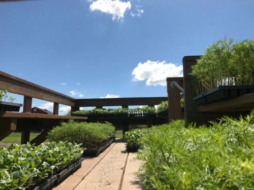View from ground level of a wooden deck surrounded by trays of young plants under a bright blue sky with fluffy clouds.