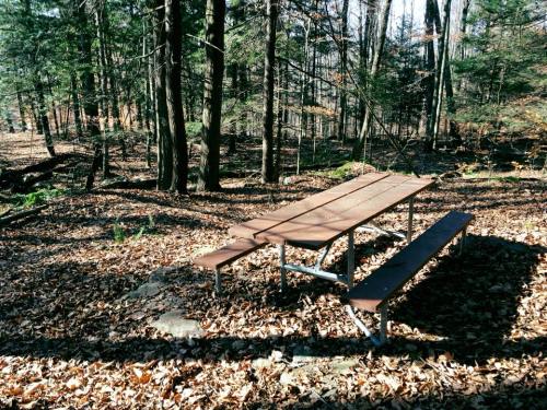 A picnic table surrounded by trees and fallen leaves in a serene forest setting.