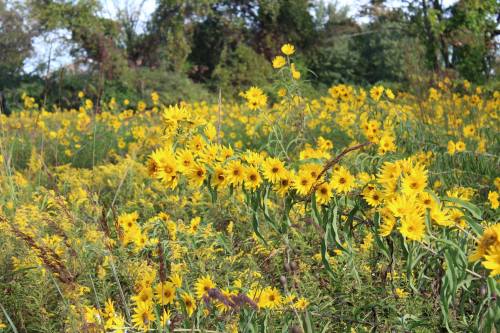 A vibrant field filled with bright yellow sunflowers and lush green foliage under a clear blue sky.