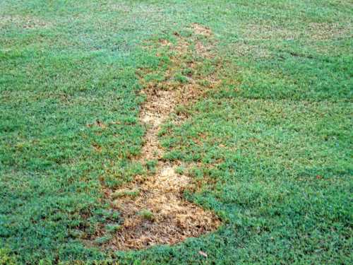 A patch of grass showing a worn, bare path through the green lawn, indicating frequent foot traffic.