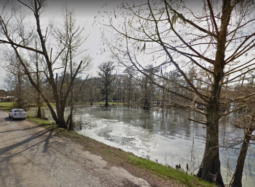 A serene view of a swampy area with trees and a parked car along a gravel road.