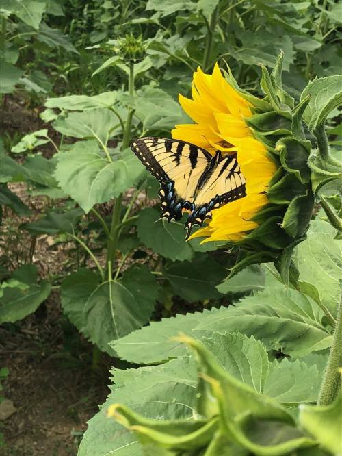A butterfly perched on a vibrant sunflower amidst lush green leaves.