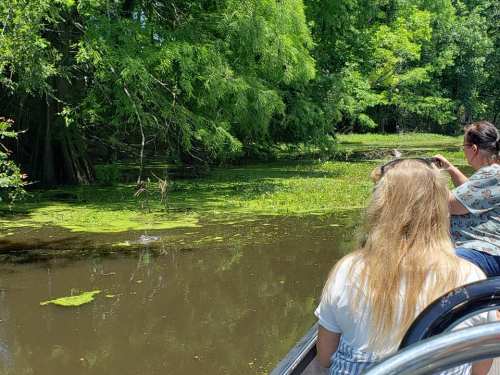 A group of people on a boat observing a lush, green swamp with water plants and trees in the background.