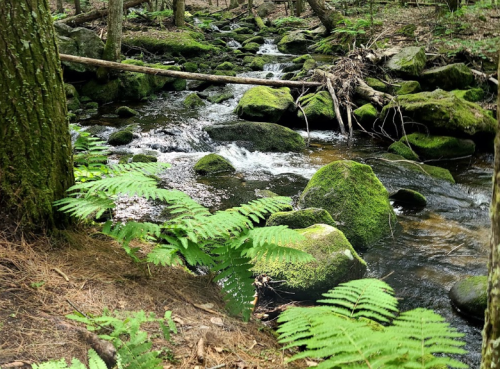 A serene forest stream flows over moss-covered rocks, surrounded by lush greenery and ferns.
