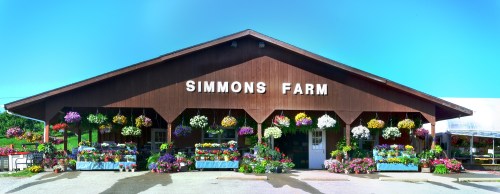 A rustic farm stand with the sign "Simmons Farm," adorned with colorful flower displays and a clear blue sky.