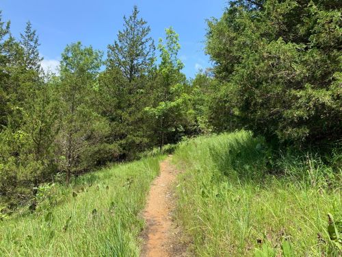 A narrow dirt path winds through lush green grass and trees under a clear blue sky.